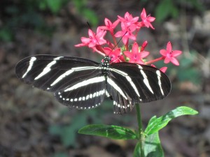 Butterfly in South Florida