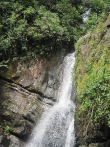 El Yunque Rain Forest in Puerto Rico