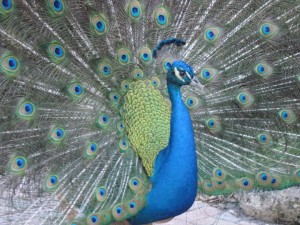 South Florida Peacock