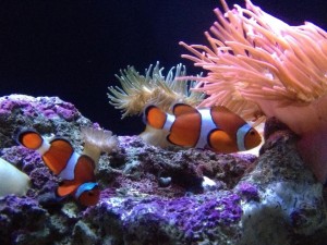 Tampa Aquarium, Florida
