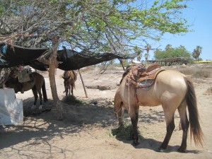 Cabo Horses