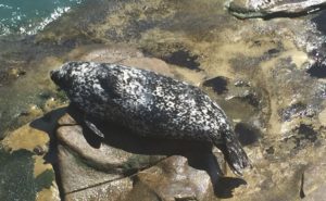 Seal at La Jolla Cove, California