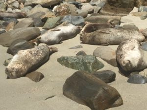 Seals, La Jolla Cove, San Diego, California