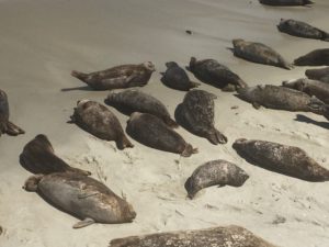 Seals at La Jolla Cove, California