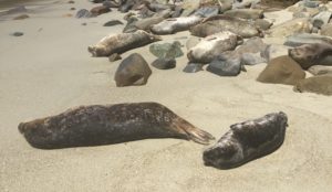 Sleepy Seals, La Jolla Cove, California