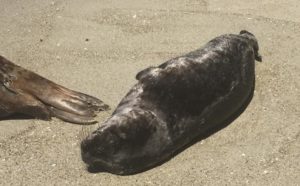Seal, La Jolla Cove, California