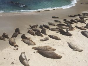 Seals, La Jolla Cove