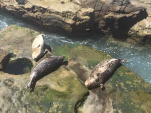 Seals, La Jolla Cove, Cali