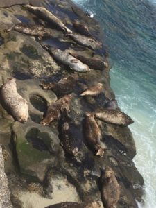 Seals, La Jolla Cove, California