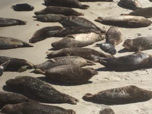 Seals, La Jolla Cove, California