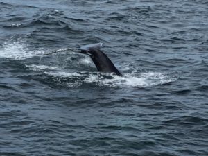 Whale Watching, Cape Cod
