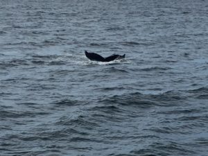 Whale Watching, Cape Cod