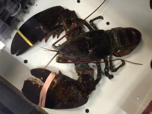 Lobster at James Hook