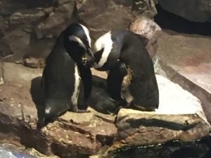 Penguins, New England Aquarium