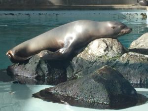 Seal, Boston Aquarium