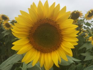 Sunflower, Colby Farm