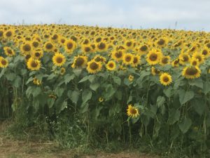 Sunflower Field, Colby Farm