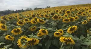 Sunflower Field, Colby Farm