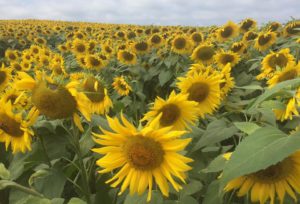 Sunflowers, Colby Farm