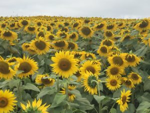Sunflowers, Colby Farm