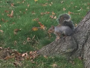 Squirrel, Central Park, New York City