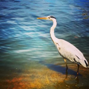 Bird Watching, Hyde Park, London