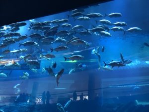 Aquarium, Dubai Mall