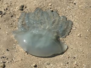 Jellyfish, The Pointe, Jumeirah Palm Island, Dubai, UAE