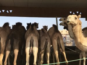 Al Ain Camel Market