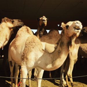 Camels, Ail Ain Camel Market
