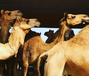 Camels, Al Ain Camel Market