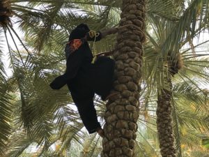 Tree Climber, Al Ain Oasis