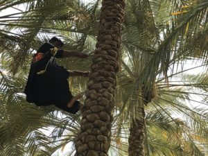 Tree Climbing, Al Ain Oasis