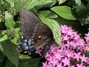 Butterfly, Rawlings Botanic Gardens, Baltimore, Maryland