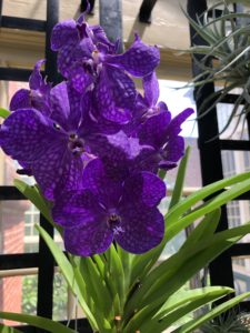 Orchid, Rawlings, Botanic Gardens, Baltimore, Maryland