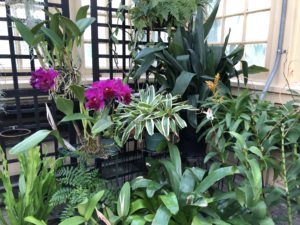 Orchids, Rawlings Botanic Gardens, Baltimore, Maryland