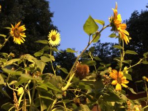 Sunflowers, Fells Point, Baltimore, Maryland