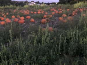 Pumpkins, Ravenwood Haunted Farm